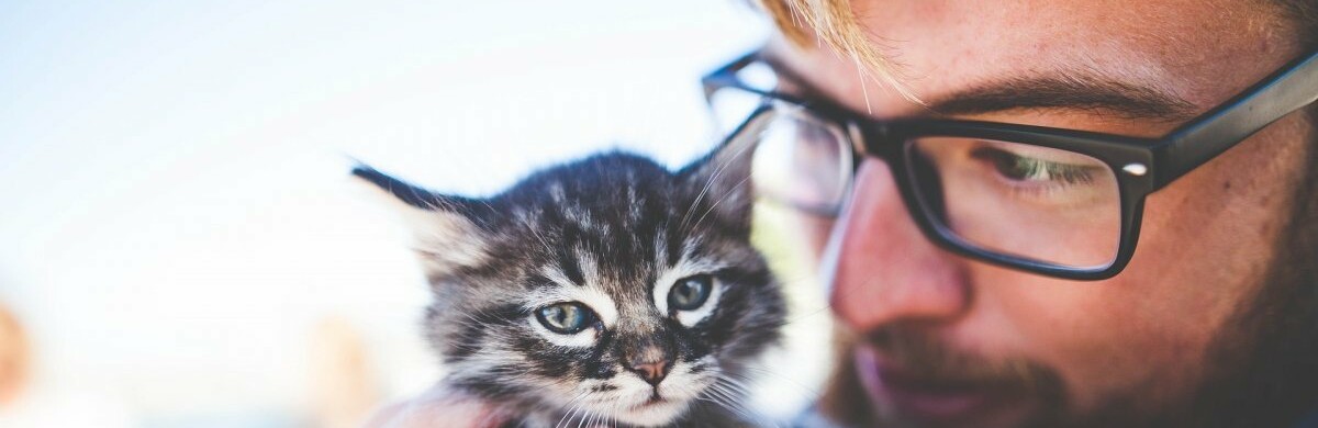 Вчені довели, що коти теж люблять людей Вчені довели, що коти теж люблять людей, 05361.com.ua