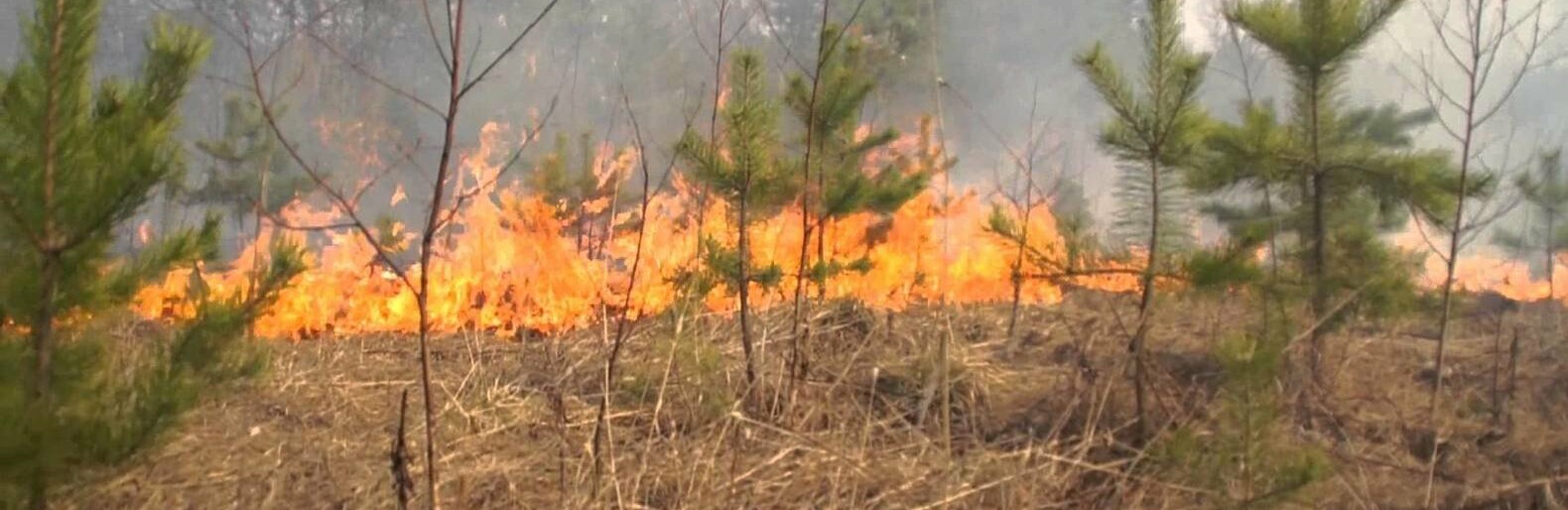 Лубенське лісове господарство попереджає Лубенське лісове господарство попереджає, 05361.com.ua
